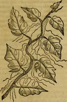 Picture 79 of 102 from Trattato di Christoforo Acosta africano medico & chirurgo della historia, natvra, et virtv delle droghe medicinali, & altri semplici rarissimi, che vengono portati dalle Indie Orientali in Europa : con le figure delle piante ritratte, & disegnate dal viuo poste a' luoghi proprij : nuouamente recato dalla spagnuola nella nostra lingua : con due indici, vno de' capi principali, l'altro delle cose di più momento, che si ritrouano in tutta l'opera (1585), leaf 310