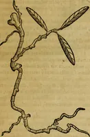 An illustration from Trattato di Christoforo Acosta africano medico & chirurgo della historia, natvra, et virtv delle droghe medicinali, & altri semplici rarissimi, che vengono portati dalle Indie Orientali in Europa : con le figure delle piante ritratte, & disegnate dal viuo poste a' luoghi proprij : nuouamente recato dalla spagnuola nella nostra lingua : con due indici, vno de' capi principali, l'altro delle cose di più momento, che si ritrouano in tutta l'opera (1585)