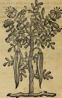 An illustration from Trattato di Christoforo Acosta africano medico & chirurgo della historia, natvra, et virtv delle droghe medicinali, & altri semplici rarissimi, che vengono portati dalle Indie Orientali in Europa : con le figure delle piante ritratte, & disegnate dal viuo poste a' luoghi proprij : nuouamente recato dalla spagnuola nella nostra lingua : con due indici, vno de' capi principali, l'altro delle cose di più momento, che si ritrouano in tutta l'opera (1585)