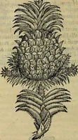 An illustration from Trattato di Christoforo Acosta africano medico & chirurgo della historia, natvra, et virtv delle droghe medicinali, & altri semplici rarissimi, che vengono portati dalle Indie Orientali in Europa : con le figure delle piante ritratte, & disegnate dal viuo poste a' luoghi proprij : nuouamente recato dalla spagnuola nella nostra lingua : con due indici, vno de' capi principali, l'altro delle cose di più momento, che si ritrouano in tutta l'opera (1585)