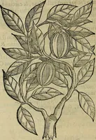 An illustration from Trattato di Christoforo Acosta africano medico & chirurgo della historia, natvra, et virtv delle droghe medicinali, & altri semplici rarissimi, che vengono portati dalle Indie Orientali in Europa : con le figure delle piante ritratte, & disegnate dal viuo poste a' luoghi proprij : nuouamente recato dalla spagnuola nella nostra lingua : con due indici, vno de' capi principali, l'altro delle cose di più momento, che si ritrouano in tutta l'opera (1585)