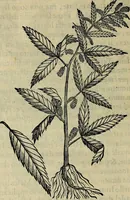 An illustration from Trattato di Christoforo Acosta africano medico & chirurgo della historia, natvra, et virtv delle droghe medicinali, & altri semplici rarissimi, che vengono portati dalle Indie Orientali in Europa : con le figure delle piante ritratte, & disegnate dal viuo poste a' luoghi proprij : nuouamente recato dalla spagnuola nella nostra lingua : con due indici, vno de' capi principali, l'altro delle cose di più momento, che si ritrouano in tutta l'opera (1585)