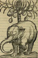 Picture 99 of 102 from Trattato di Christoforo Acosta africano medico & chirurgo della historia, natvra, et virtv delle droghe medicinali, & altri semplici rarissimi, che vengono portati dalle Indie Orientali in Europa : con le figure delle piante ritratte, & disegnate dal viuo poste a' luoghi proprij : nuouamente recato dalla spagnuola nella nostra lingua : con due indici, vno de' capi principali, l'altro delle cose di più momento, che si ritrouano in tutta l'opera (1585), leaf 371