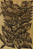 An illustration from Trattato di Christoforo Acosta africano medico & chirurgo della historia, natvra, et virtv delle droghe medicinali, & altri semplici rarissimi, che vengono portati dalle Indie Orientali in Europa : con le figure delle piante ritratte, & disegnate dal viuo poste a' luoghi proprij : nuouamente recato dalla spagnuola nella nostra lingua : con due indici, vno de' capi principali, l'altro delle cose di più momento, che si ritrouano in tutta l'opera (1585)