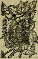 An illustration from Trattato di Christoforo Acosta africano medico & chirurgo della historia, natvra, et virtv delle droghe medicinali, & altri semplici rarissimi, che vengono portati dalle Indie Orientali in Europa : con le figure delle piante ritratte, & disegnate dal viuo poste a' luoghi proprij : nuouamente recato dalla spagnuola nella nostra lingua : con due indici, vno de' capi principali, l'altro delle cose di più momento, che si ritrouano in tutta l'opera (1585)