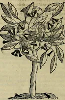 An illustration from Trattato di Christoforo Acosta africano medico & chirurgo della historia, natvra, et virtv delle droghe medicinali, & altri semplici rarissimi, che vengono portati dalle Indie Orientali in Europa : con le figure delle piante ritratte, & disegnate dal viuo poste a' luoghi proprij : nuouamente recato dalla spagnuola nella nostra lingua : con due indici, vno de' capi principali, l'altro delle cose di più momento, che si ritrouano in tutta l'opera (1585)