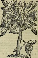 Picture 14 of 102 from Trattato di Christoforo Acosta africano medico & chirurgo della historia, natvra, et virtv delle droghe medicinali, & altri semplici rarissimi, che vengono portati dalle Indie Orientali in Europa : con le figure delle piante ritratte, & disegnate dal viuo poste a' luoghi proprij : nuouamente recato dalla spagnuola nella nostra lingua : con due indici, vno de' capi principali, l'altro delle cose di più momento, che si ritrouano in tutta l'opera (1585), leaf 81