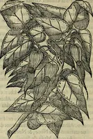 Picture 16 of 102 from Trattato di Christoforo Acosta africano medico & chirurgo della historia, natvra, et virtv delle droghe medicinali, & altri semplici rarissimi, che vengono portati dalle Indie Orientali in Europa : con le figure delle piante ritratte, & disegnate dal viuo poste a' luoghi proprij : nuouamente recato dalla spagnuola nella nostra lingua : con due indici, vno de' capi principali, l'altro delle cose di più momento, che si ritrouano in tutta l'opera (1585), leaf 85