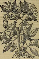 An illustration from Trattato di Christoforo Acosta africano medico & chirurgo della historia, natvra, et virtv delle droghe medicinali, & altri semplici rarissimi, che vengono portati dalle Indie Orientali in Europa : con le figure delle piante ritratte, & disegnate dal viuo poste a' luoghi proprij : nuouamente recato dalla spagnuola nella nostra lingua : con due indici, vno de' capi principali, l'altro delle cose di più momento, che si ritrouano in tutta l'opera (1585)