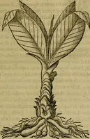 An illustration from Trattato di Christoforo Acosta africano medico & chirurgo della historia, natvra, et virtv delle droghe medicinali, & altri semplici rarissimi, che vengono portati dalle Indie Orientali in Europa : con le figure delle piante ritratte, & disegnate dal viuo poste a' luoghi proprij : nuouamente recato dalla spagnuola nella nostra lingua : con due indici, vno de' capi principali, l'altro delle cose di più momento, che si ritrouano in tutta l'opera (1585)
