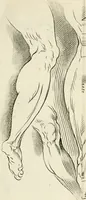 An illustration from Dictionarium polygraphicum, or, The whole body of arts regularly digested ... : illustrated with fifty-six copper plates (1758)