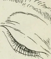 An illustration from Dictionarium polygraphicum: or, The whole body of arts regularly digested ... adorned with proper sculptures, curiously engraven on more than fifty copper plates .. (1735)