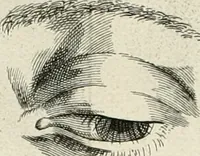 An illustration from Dictionarium polygraphicum: or, The whole body of arts regularly digested ... adorned with proper sculptures, curiously engraven on more than fifty copper plates .. (1735)