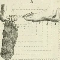 An illustration from Dictionarium polygraphicum: or, The whole body of arts regularly digested ... adorned with proper sculptures, curiously engraven on more than fifty copper plates .. (1735)