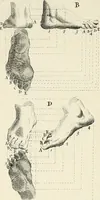 An illustration from Dictionarium polygraphicum: or, The whole body of arts regularly digested ... adorned with proper sculptures, curiously engraven on more than fifty copper plates .. (1735)