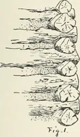 An illustration from A dictionary of architecture and building; biographical, historical and descriptive (1901)