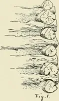 An illustration from A dictionary of architecture and building : biographical, historical, and descriptive (1902)