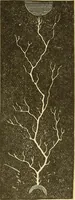 An illustration from A dictionary of electrical words, terms and phrases (1898)