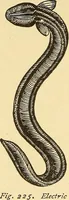 An illustration from A dictionary of electrical words, terms and phrases (1898)