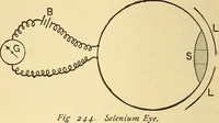 Picture 192 of 462 from A dictionary of electrical words, terms and phrases (1898), leaf 234