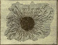 An illustration from A dictionary of electrical words, terms and phrases (1898)