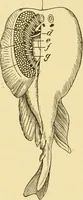 An illustration from A dictionary of electrical words, terms and phrases (1898)