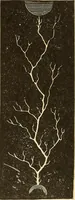 Picture 160 of 467 from A dictionary of electrical words, terms and phrases (1896), leaf 179