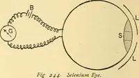 Picture 189 of 467 from A dictionary of electrical words, terms and phrases (1896), leaf 236