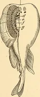 An illustration from A dictionary of electrical words, terms and phrases (1896)