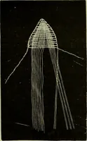 An illustration from The dictionary of needlework : an encyclopaedia of artistic, plain, and fancy needlework dealing fully with the details of all the stitches employed, the method of working, the materials used, the meaning of technical terms, and, where necessary, tracing the origin and history of the various works described (1882)