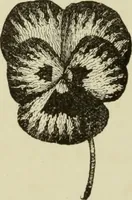 An illustration from The dictionary of needlework : an encyclopaedia of artistic, plain, and fancy needlework dealing fully with the details of all the stitches employed, the method of working, the materials used, the meaning of technical terms, and, where necessary, tracing the origin and history of the various works described (1882)
