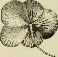 An illustration from The dictionary of needlework : an encyclopaedia of artistic, plain, and fancy needlework dealing fully with the details of all the stitches employed, the method of working, the materials used, the meaning of technical terms, and, where necessary, tracing the origin and history of the various works described (1882)