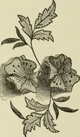 An illustration from The dictionary of needlework : an encyclopaedia of artistic, plain, and fancy needlework dealing fully with the details of all the stitches employed, the method of working, the materials used, the meaning of technical terms, and, where necessary, tracing the origin and history of the various works described (1882)