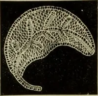 An illustration from The dictionary of needlework : an encyclopaedia of artistic, plain, and fancy needlework dealing fully with the details of all the stitches employed, the method of working, the materials used, the meaning of technical terms, and, where necessary, tracing the origin and history of the various works described (1882)
