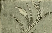 Picture 63 of 213 from The dictionary of needlework : an encyclopaedia of artistic, plain, and fancy needlework dealing fully with the details of all the stitches employed, the method of working, the materials used, the meaning of technical terms, and, where necessary, tracing the origin and history of the various works described (1882), leaf 65