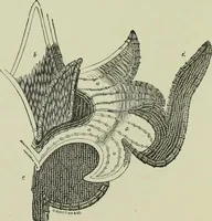 An illustration from The dictionary of needlework : an encyclopaedia of artistic, plain, and fancy needlework dealing fully with the details of all the stitches employed, the method of working, the materials used, the meaning of technical terms, and, where necessary, tracing the origin and history of the various works described (1882)