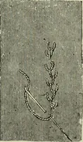 An illustration from The dictionary of needlework : an encyclopaedia of artistic, plain, and fancy needlework dealing fully with the details of all the stitches employed, the method of working, the materials used, the meaning of technical terms, and, where necessary, tracing the origin and history of the various works described (1882)