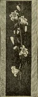 An illustration from The dictionary of needlework : an encyclopaedia of artistic, plain, and fancy needlework dealing fully with the details of all the stitches employed, the method of working, the materials used, the meaning of technical terms, and, where necessary, tracing the origin and history of the various works described (1882)