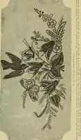 An illustration from The dictionary of needlework : an encyclopaedia of artistic, plain, and fancy needlework dealing fully with the details of all the stitches employed, the method of working, the materials used, the meaning of technical terms, and, where necessary, tracing the origin and history of the various works described (1882)