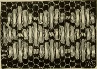 An illustration from The dictionary of needlework : an encyclopaedia of artistic, plain, and fancy needlework dealing fully with the details of all the stitches employed, the method of working, the materials used, the meaning of technical terms, and, where necessary, tracing the origin and history of the various works described (1882)