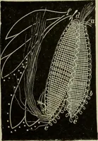 An illustration from The dictionary of needlework : an encyclopaedia of artistic, plain, and fancy needlework dealing fully with the details of all the stitches employed, the method of working, the materials used, the meaning of technical terms, and, where necessary, tracing the origin and history of the various works described (1882)