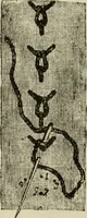 An illustration from The dictionary of needlework : an encyclopaedia of artistic, plain, and fancy needlework dealing fully with the details of all the stitches employed, the method of working, the materials used, the meaning of technical terms, and, where necessary, tracing the origin and history of the various works described (1882)