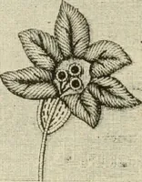 An illustration from The dictionary of needlework : an encyclopaedia of artistic, plain, and fancy needlework dealing fully with the details of all the stitches employed, the method of working, the materials used, the meaning of technical terms, and, where necessary, tracing the origin and history of the various works described (1882)