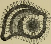 An illustration from The dictionary of needlework : an encyclopaedia of artistic, plain, and fancy needlework dealing fully with the details of all the stitches employed, the method of working, the materials used, the meaning of technical terms, and, where necessary, tracing the origin and history of the various works described (1882)