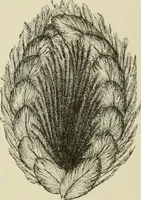 An illustration from The dictionary of needlework : an encyclopaedia of artistic, plain, and fancy needlework dealing fully with the details of all the stitches employed, the method of working, the materials used, the meaning of technical terms, and, where necessary, tracing the origin and history of the various works described (1882)