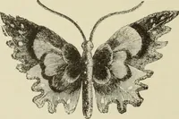 Picture 19 of 212 from The dictionary of needlework : an encyclopaedia of artistic, plain, and fancy needlework dealing fully with the details of all the stitches employed, the method of working, the materials used, the meaning of technical terms, and, where necessary, tracing the origin and history of the various works described (1882), leaf 20