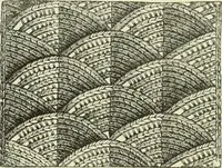 An illustration from The dictionary of needlework : an encyclopaedia of artistic, plain, and fancy needlework dealing fully with the details of all the stitches employed, the method of working, the materials used, the meaning of technical terms, and, where necessary, tracing the origin and history of the various works described (1882)