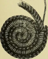 An illustration from The dictionary of needlework : an encyclopaedia of artistic, plain, and fancy needlework dealing fully with the details of all the stitches employed, the method of working, the materials used, the meaning of technical terms, and, where necessary, tracing the origin and history of the various works described (1882)