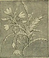An illustration from The dictionary of needlework : an encyclopaedia of artistic, plain, and fancy needlework dealing fully with the details of all the stitches employed, the method of working, the materials used, the meaning of technical terms, and, where necessary, tracing the origin and history of the various works described (1882)