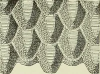 An illustration from The dictionary of needlework : an encyclopaedia of artistic, plain, and fancy needlework dealing fully with the details of all the stitches employed, the method of working, the materials used, the meaning of technical terms, and, where necessary, tracing the origin and history of the various works described (1882)